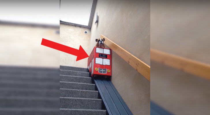 Chiede al cane di scendere: invece delle scale, il cucciolo sceglie di salire a bordo di un "Bus"