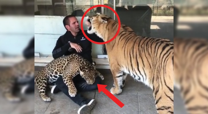Tigre e giaguaro vogliono giocare: l'operatore cerca di accontentarli senza rimetterci gli arti!