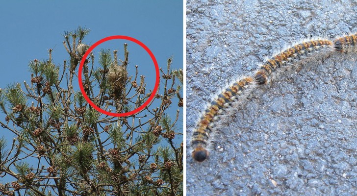 Torna l'allarme: l'insetto "Killer" scende dagli alberi e mette in pericolo bambini e animali