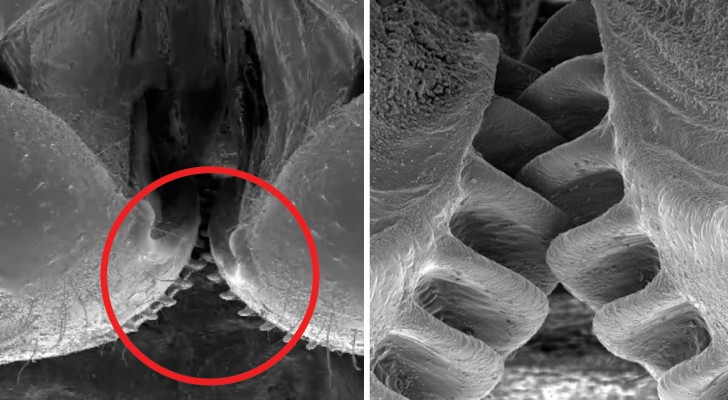 Nature's perfect mechanical gears that allow insects to HOP!