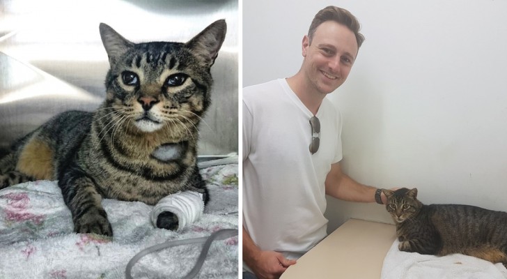 Ritrovato un gatto scomparso da 11 anni, ma il legittimo padrone fa ciò che è meglio per lui