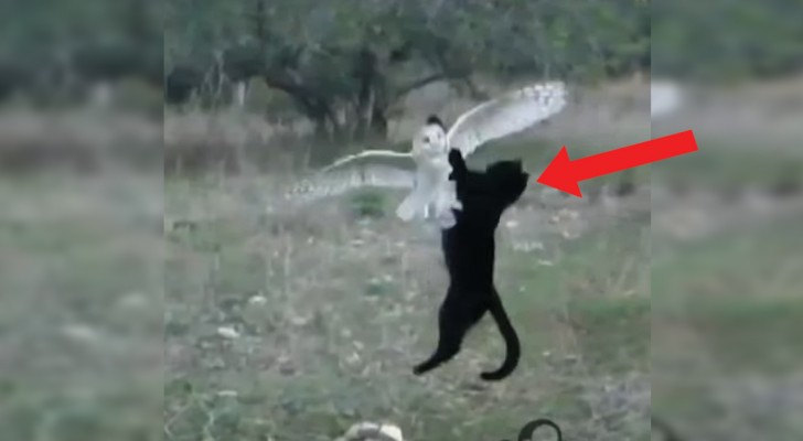Um gato que ataca uma coruja? Não! Uma linda amizade!