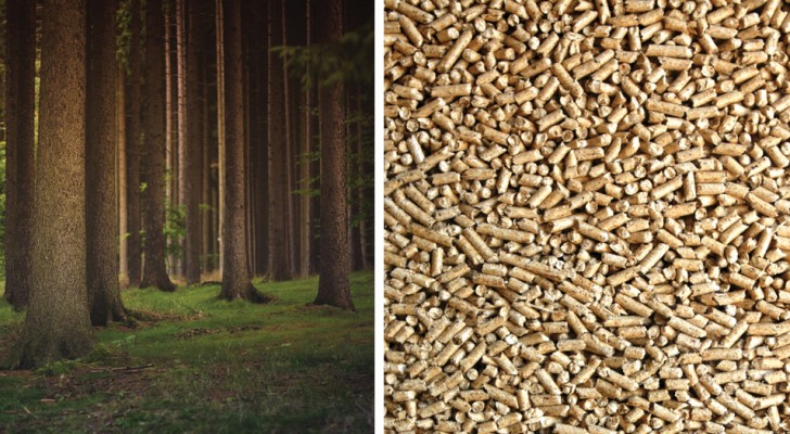 L'utilisation de pellets n'est PAS éco-durable: une étude révèle l'erreur des gouvernements et des industries