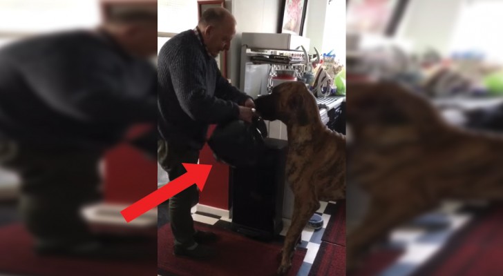 Deze oude man heeft het meest bereidwillige hulpje in huis: zijn prachtige Deense dog!