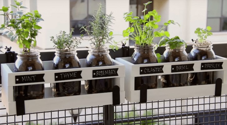 Learn how to use Mason jars to create a home herb garden!
