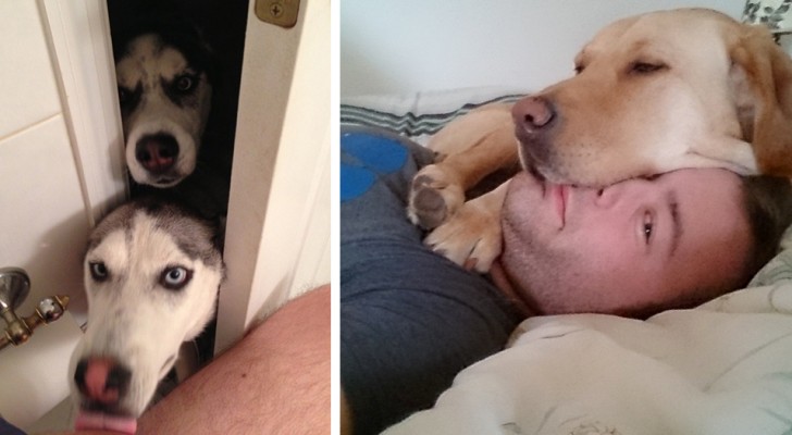 Wenn dir dein Hund überall hin folgt, dann bedeutet es dass er dich