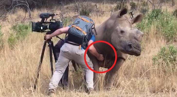 A lavoro nella savana: quando il rinoceronte si avvicina l'uomo non può fare altro che assecondarlo