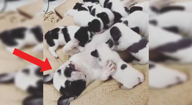 Mamma cane e i suoi 8 cuccioli: ecco la poppata più vorace e frenetica che si sia mai vista