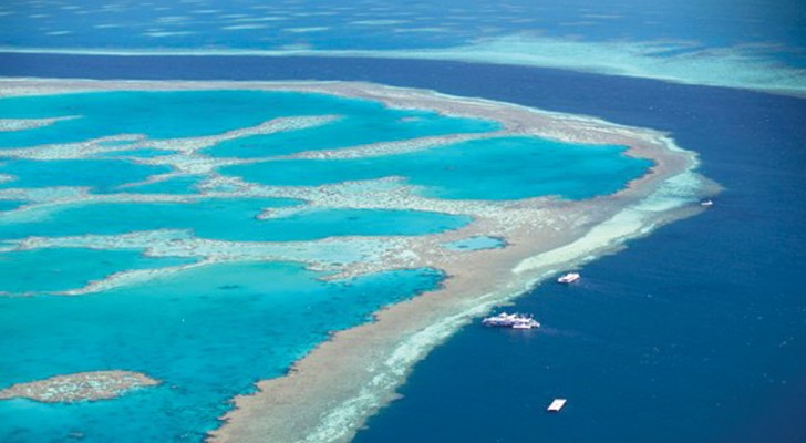 90% des Korallenriffs ist aufgrund der Erwärmung der ozeanischen Gewässer abgestorben