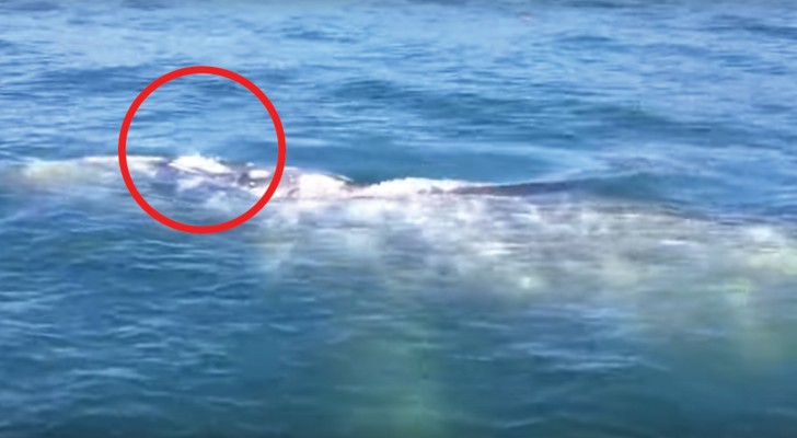 Deze walvis staat op het punt om op te duiken: terwijl hij zijn rug boven het wateroppervlak laat komen, vindt er een spektakel plaats!