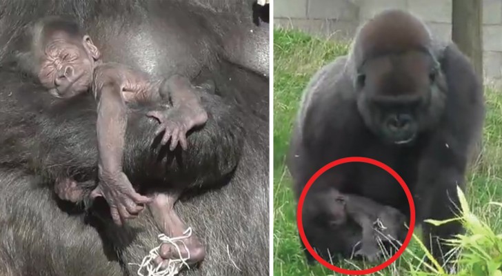 Gewoon een mama gorilla en haar jong in al hun zoetheid!