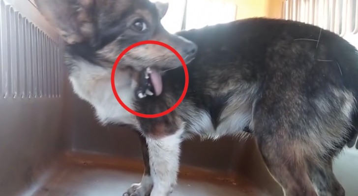 Un hombre nota alguna cosa de extraña en la boca de esta perra 