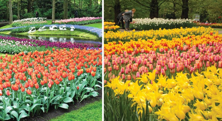 7 milioni di bulbi in fiore: scoprite cosa accade in questa città olandese quando arriva la primavera