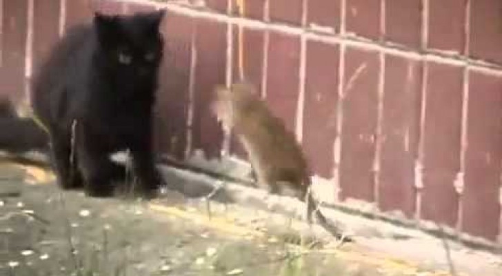 Moi la souris, je n'ai pas peur des chats!
