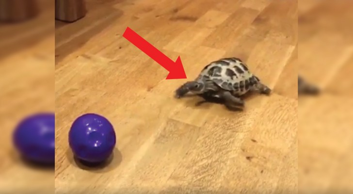 Scommettiamo che non avete mai visto una tartaruga andare a questa velocità e per questo motivo!