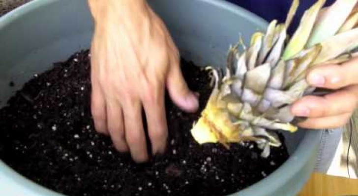 Så här kan du få ananas att växa i en kruka hemma