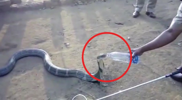Quest'uomo avvicina un velenoso cobra reale per salvarlo dalla sete: ecco le incredibili riprese