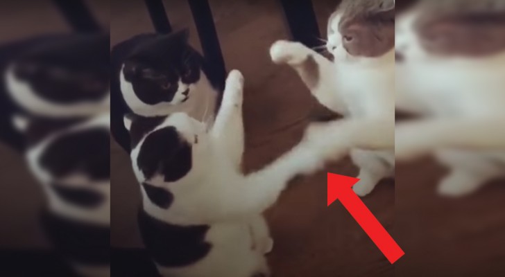 Gli animali hanno una loro personalità: questi 3 gatti ne sono la (Divertentissima) prova vivente