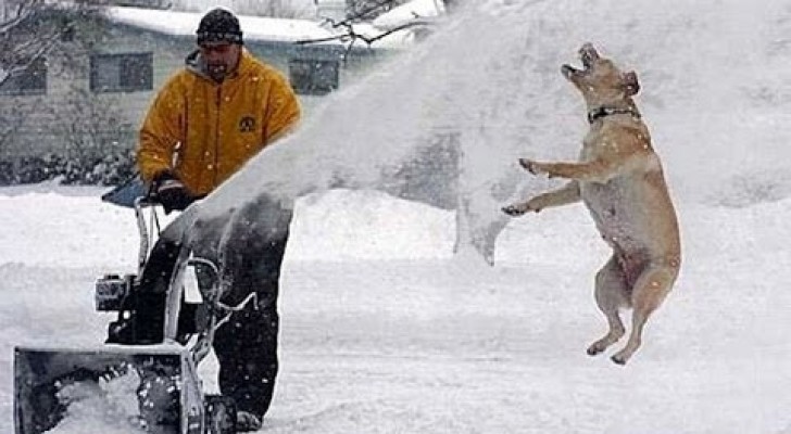 Cats and dogs having fun in the snow