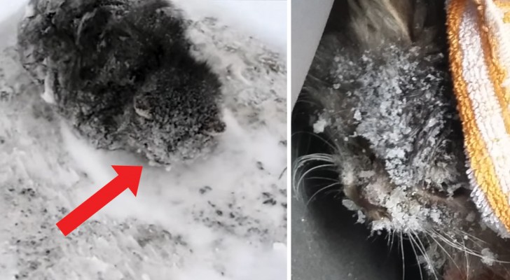 Afuera hacen -18°C cuando un hombre nota un gato en la nieve: su intervencion lo salva del congelamiento