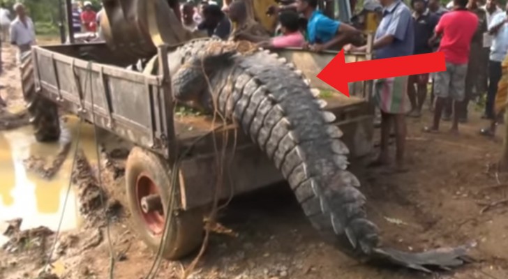 Un coccodrillo di 5 metri e 1 tonnellata incastrato in un canale: il salvataggio è stato un'impresa