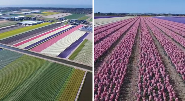 Holanda: todo o espetáculo de suas flores como você nunca viu!