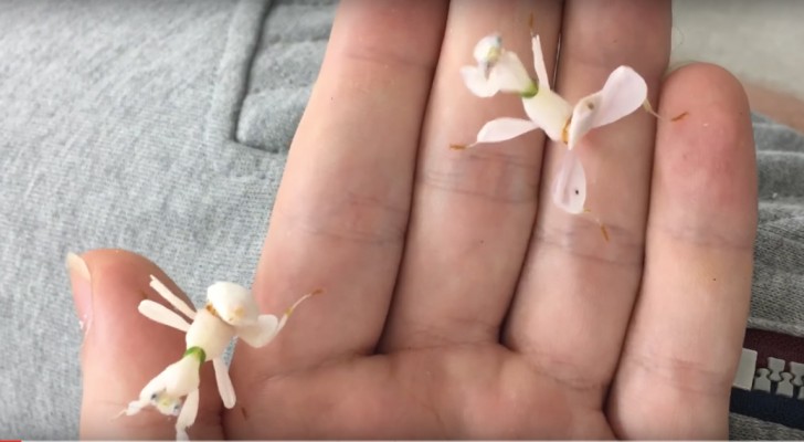 Can these beautiful orchid flowers really MOVE? 