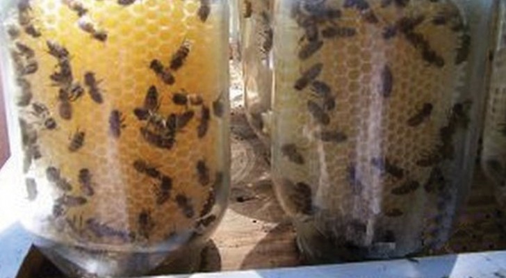 Er befestigt Gläser am Bienenhaus: hier die einfachste Methode um frischen Honig zu ernten