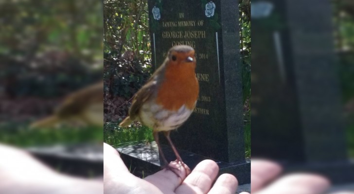 Mentre pregava al cimitero per il figlio scomparso, questa donna ha ricevuto la visita di un pettirosso