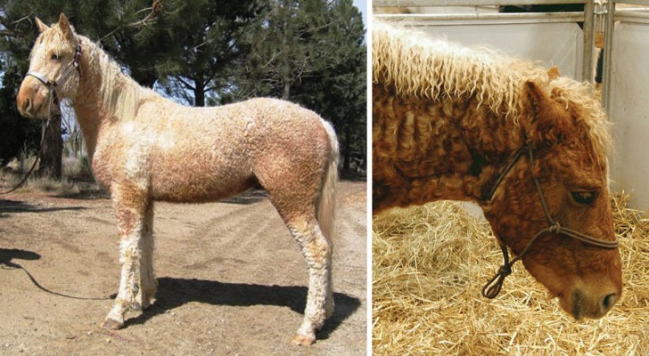 Bashkir americani, i bellissimi cavalli dal pelo riccio che anche gli allergici possono cavalcare