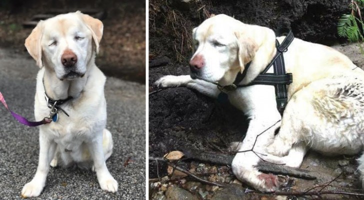 Perdu depuis huit jours, ce labrador aveugle est sauvé d'une manière tout à fait inattendue