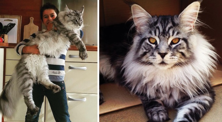 riesige Katzen: 12 Fotos die euch entzücken werden!