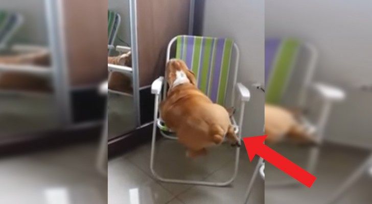 Il bulldog è un tantino in sovrappeso: guardarlo (cercare di) salire sulla sedia è uno spasso!