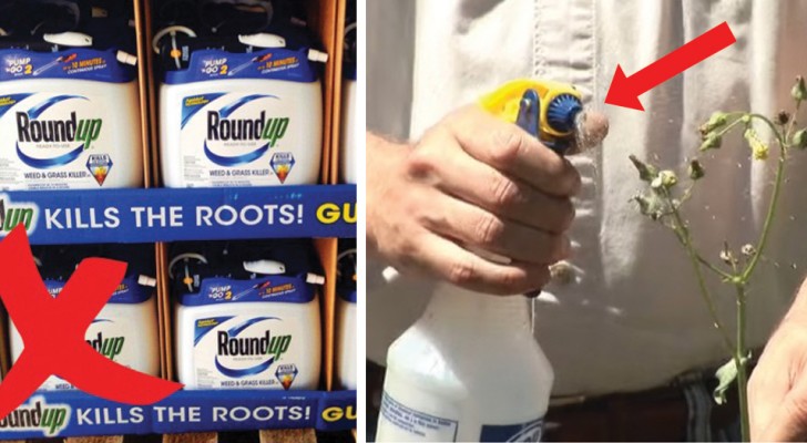 Vinagre branco no jardim: seis usos que vão fazer você dizer adeus aos produtos químicos!