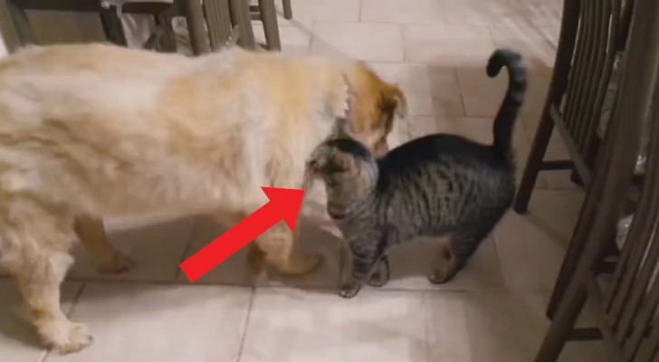 Dopo 1 mese separati, questo gatto rivede il suo amico cane (Cieco): la sua gioia è incontenibile