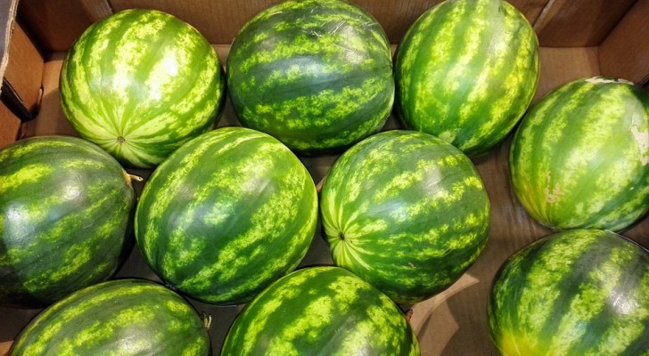 5 Regeln, mit denen du die beste Melone auswählen kannst