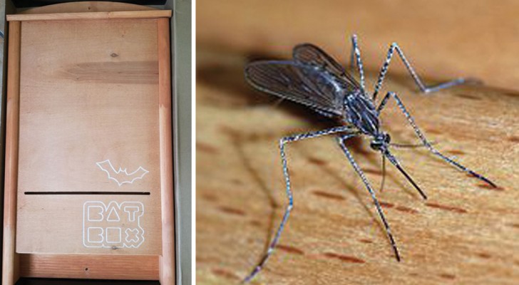 Auf der Suche nach einer natürlichen Lösung gegen Mücken? Fledermäuse!