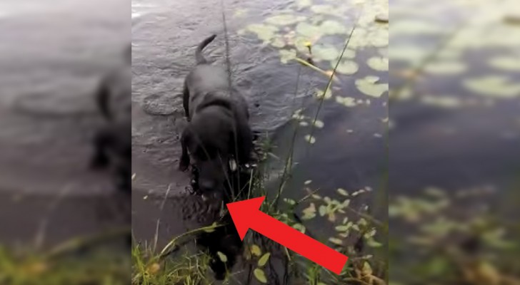 Der Hund sichtet etwas im Wasser und springt hinein: als er wieder am Ufer ist, lobt ihn das Herrchen