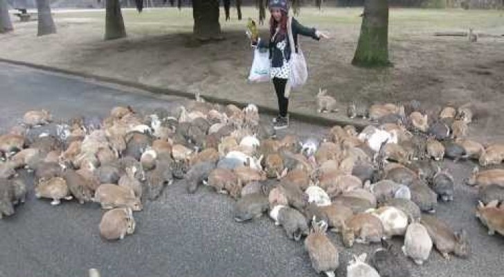 Girl vs Japanese Rabbits