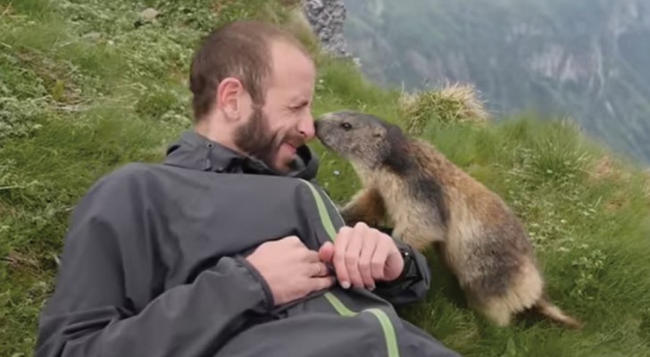 Murmeldjuret är lite blyg men kommer fram till bergsbestigaren och ber om lite värme: jättesött!