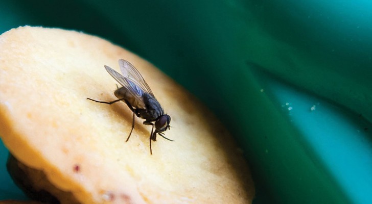Quello che accade quando una mosca si posa sul cibo è più disgustoso di quanto pensiate