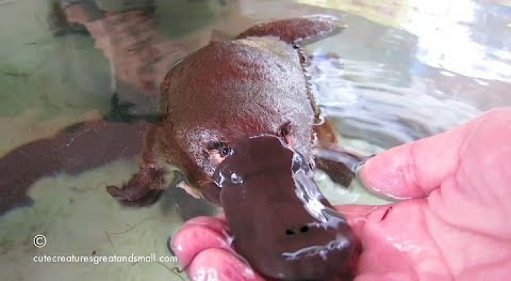 I'm a Platypus and i'm soooo ticklish !! 