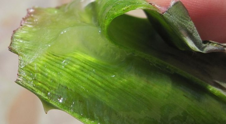 Aloe Vera ist eine Superpflanze: Entdeckt 5 Anwendungsmöglichkeiten, die ihr noch nicht kanntet
