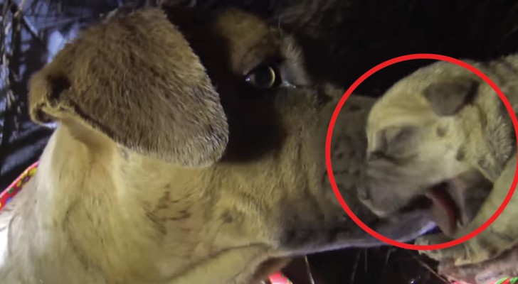 Una mamma e otto cuccioli da salvare: la dolcezza dell'operatore convince il cane a fidarsi di lui