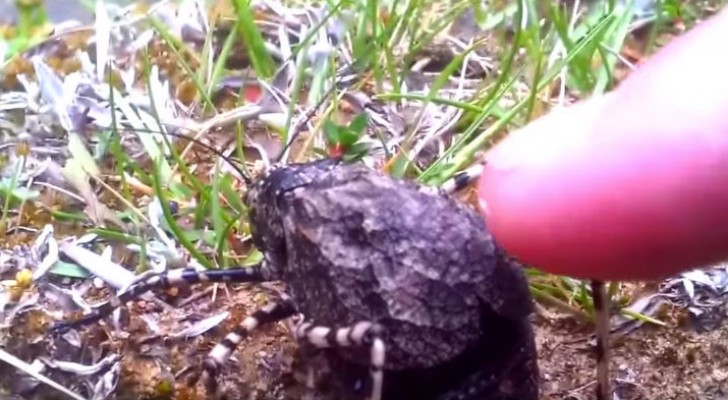 Encuentra un insecto nunca antes visto: cuando lo toca descubre una inesperada belleza