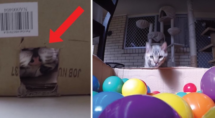 Deze kat krijgt een doos vol met ballen cadeau... het beste cadeau ooit!