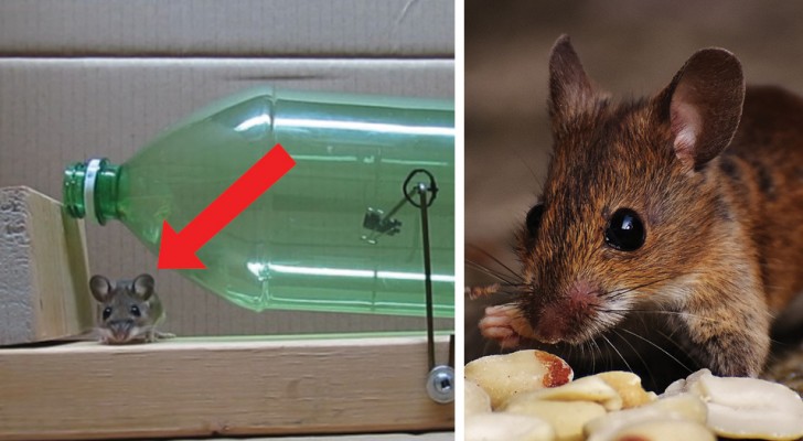 De methode om zich te ontdoen van muizen die het huis infecteren... ZONDER ze te vermoorden!