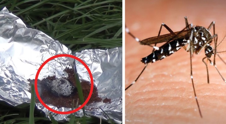 Pesadillas de mosquitos y moscas? Prueba este remedio que viene directamente del Libano