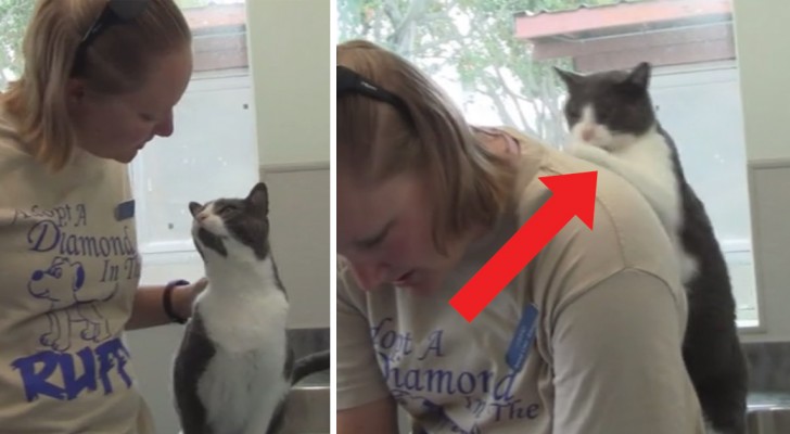 La donna accarezza il gatto ma quando gli chiede di farle a sua volta un massaggino? Fantastico!