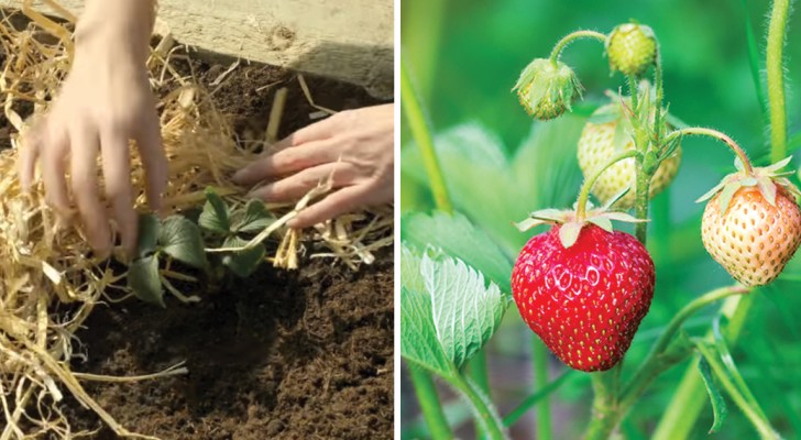 Imparare a coltivare le fragole con questa guida passo dopo passo è più facile di quanto pensi